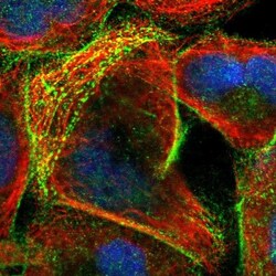 SIPA1L1 Antibody, Novus Biologicals:Antibodies:Primary Antibodies